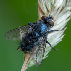 Epicampocera succincta