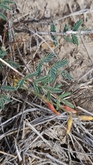 Hoffmannseggia drepanocarpa