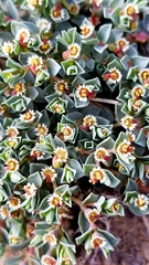 Euphorbia jejuna
