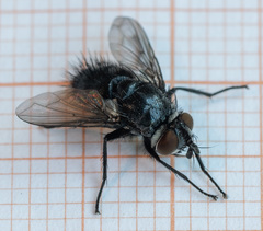 Epicampocera succincta