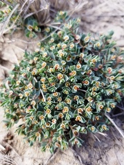 Euphorbia jejuna