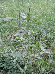 Amaranthus retroflexus