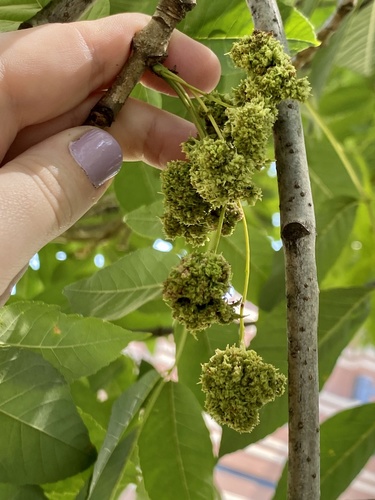Ash Flower Gall Mite photo 2