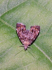 Prochoreutis sehestediana