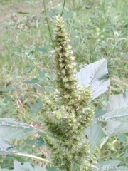 Amaranthus retroflexus