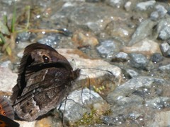 Hipparchia statilinus