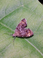 Prochoreutis sehestediana