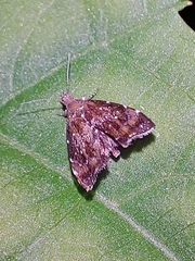 Prochoreutis sehestediana
