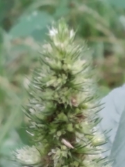 Amaranthus retroflexus