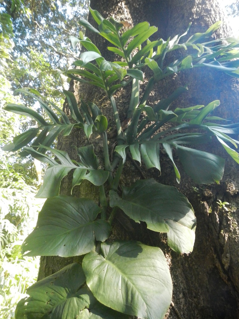 Monstera tenuis  iNaturalist