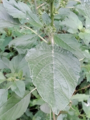 Amaranthus retroflexus