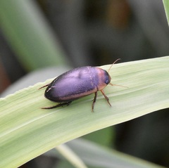 Hydaticus aruspex
