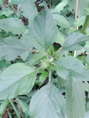 Amaranthus retroflexus