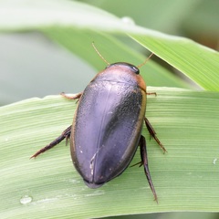 Hydaticus aruspex