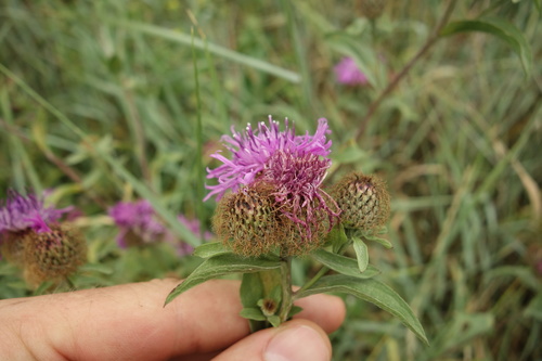 Wig knapweed (Centaurea phrygia)