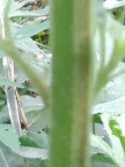 Amaranthus retroflexus