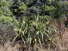Phormium