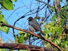 Schistochlamys melanopis