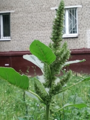 Amaranthus retroflexus