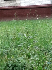 Amaranthus retroflexus