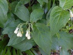Symphytum tuberosum