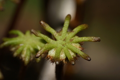 Marchantia polymorpha montivagans