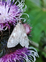 Udea olivalis