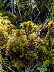 Sphagnum teres