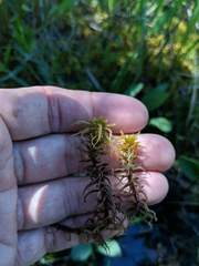 Sphagnum teres