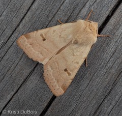 Dichagyris variabilis