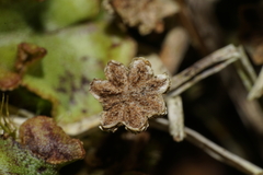 Marchantia polymorpha montivagans