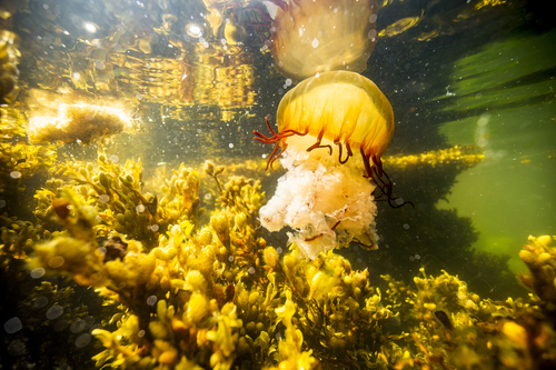 Pacific Sea Nettle, photo 5 of 9