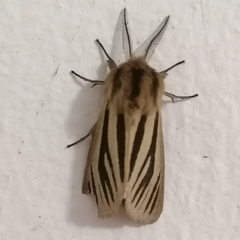 Acantharctia latifasciata