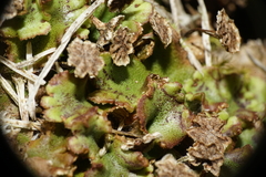 Marchantia polymorpha montivagans