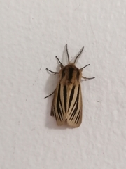 Acantharctia latifasciata