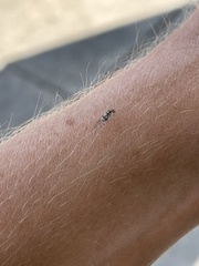 Teliapsocus conterminus