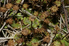 Marchantia polymorpha montivagans