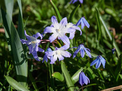 Scilla bifolia