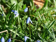 Scilla bifolia