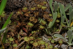 Marchantia polymorpha montivagans