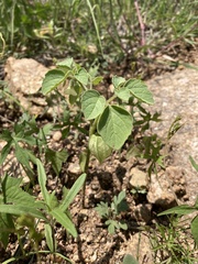 Physalis neomexicana