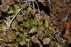 Marchantia polymorpha montivagans