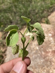 Physalis neomexicana