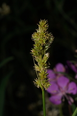 Carex fracta