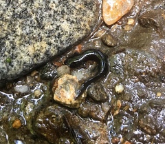 Desmognathus folkertsi