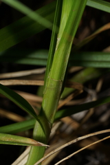 Carex fracta