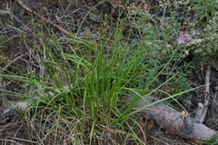 Carex fracta