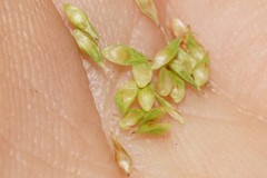 Carex fracta