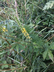 Agrimonia procera