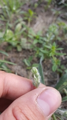 Plantago helleri